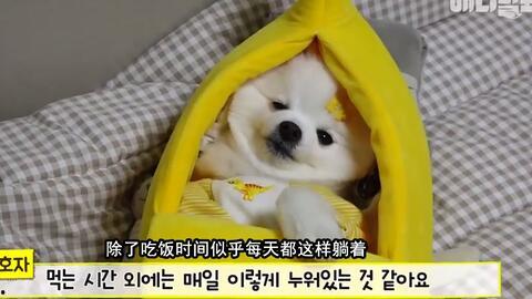 娱乐吃瓜汪